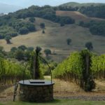 Olmo vineyard at Gianni Brunelli winery